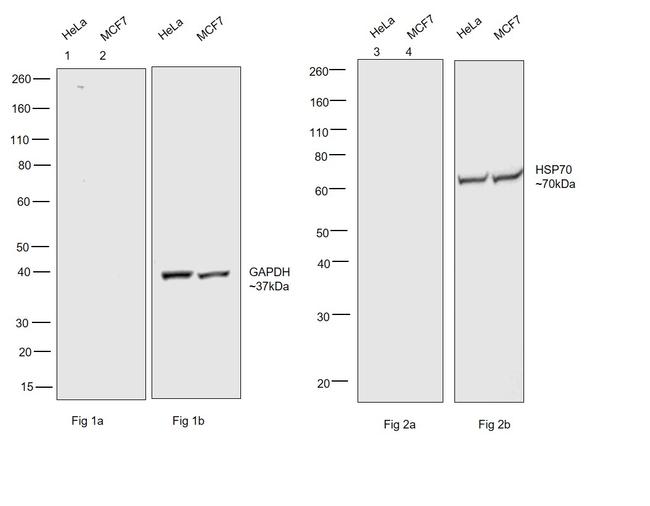 Human IgG Fc (CH2 domain) Secondary Antibody in Western Blot (WB)