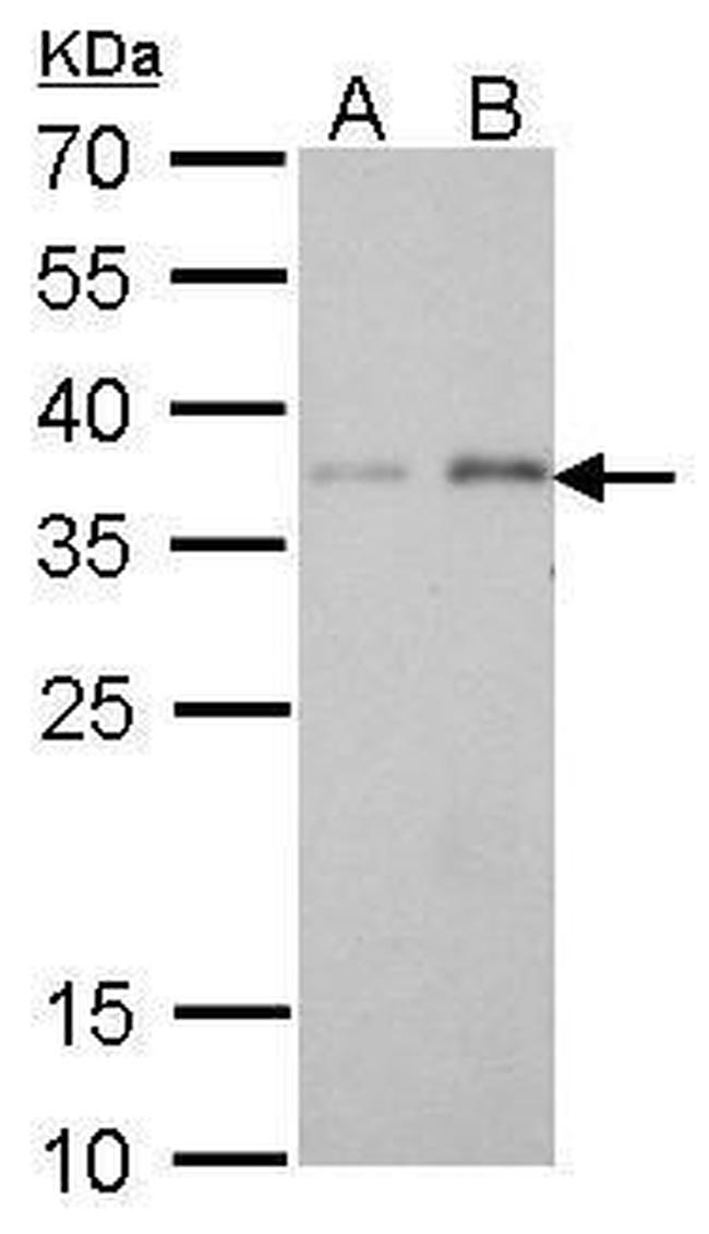 PEX19 Antibody in Western Blot (WB)