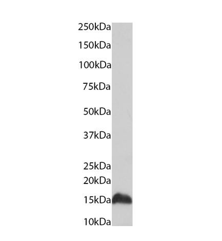 H4K20me1 Antibody in Western Blot (WB)