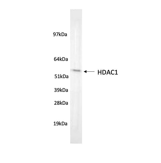 HDAC1 Antibody in Western Blot (WB)