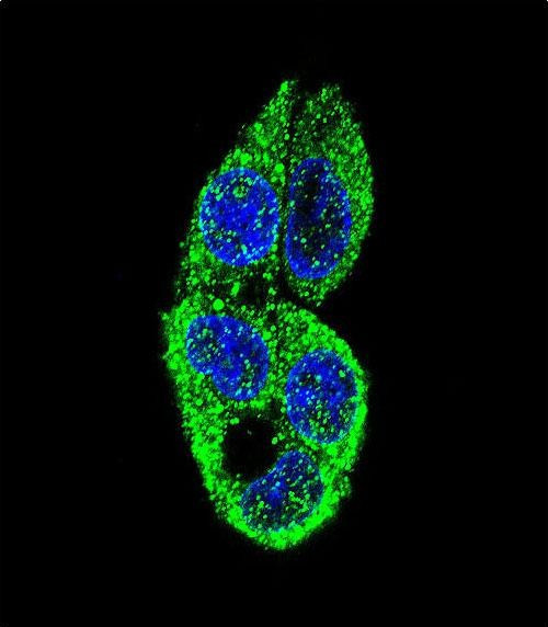 MASTL Antibody in Immunocytochemistry (ICC/IF)