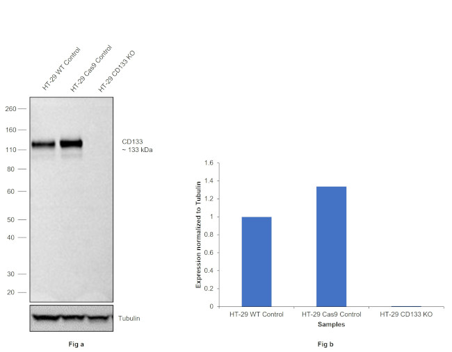 CD133 Antibody