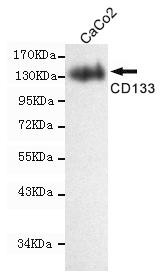 CD133 Antibody in Western Blot (WB)