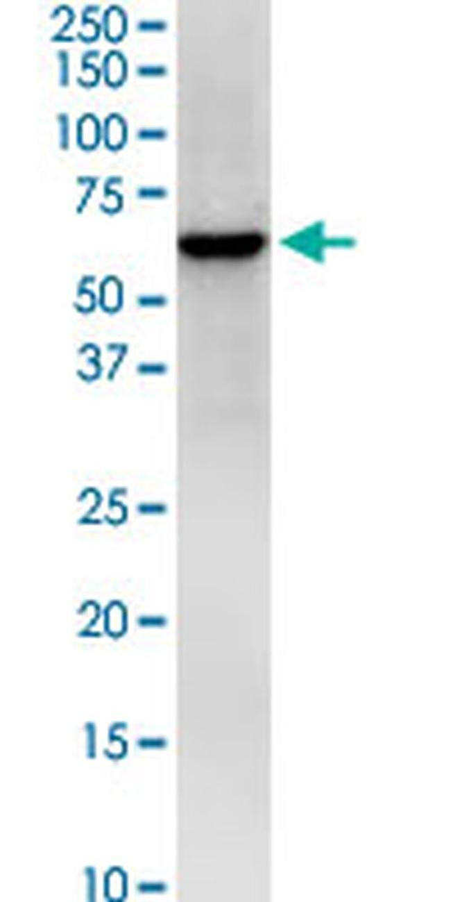 HS1BP3 Antibody in Western Blot (WB)