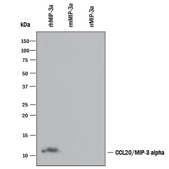 MIP-3 alpha Antibody in Western Blot (WB)