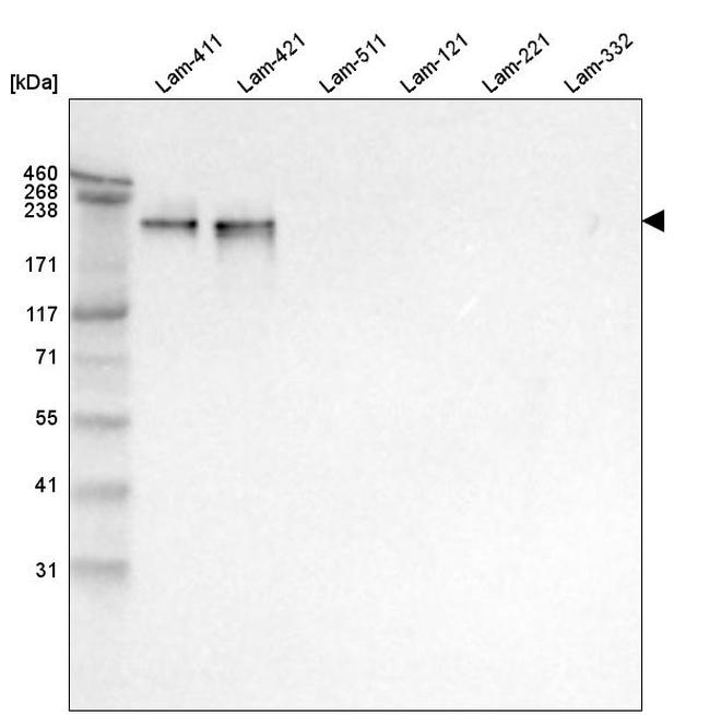 Laminin alpha-4 Antibody in Western Blot (WB)