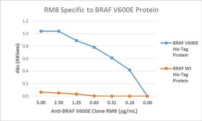 B-Raf (V600E) Recombinant Monoclonal Antibody (RM8) (MA5-24661)