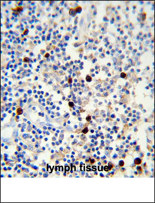 Lambda light chain Antibody in Immunohistochemistry (Paraffin) (IHC (P))