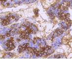 DNAJC15 Antibody in Immunohistochemistry (Paraffin) (IHC (P))