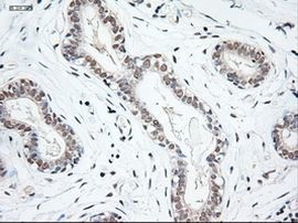 NTF3 Antibody in Immunohistochemistry (Paraffin) (IHC (P))