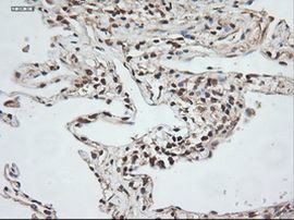 NTF3 Antibody in Immunohistochemistry (Paraffin) (IHC (P))