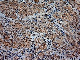 NTF3 Antibody in Immunohistochemistry (Paraffin) (IHC (P))