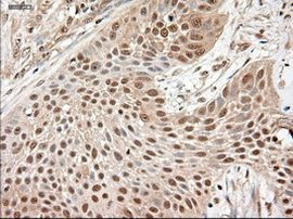 NTF3 Antibody in Immunohistochemistry (Paraffin) (IHC (P))