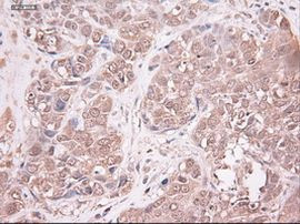 NTF3 Antibody in Immunohistochemistry (Paraffin) (IHC (P))