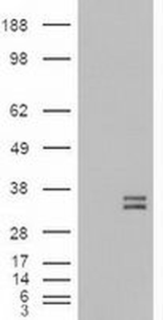 NTF3 Antibody in Western Blot (WB)