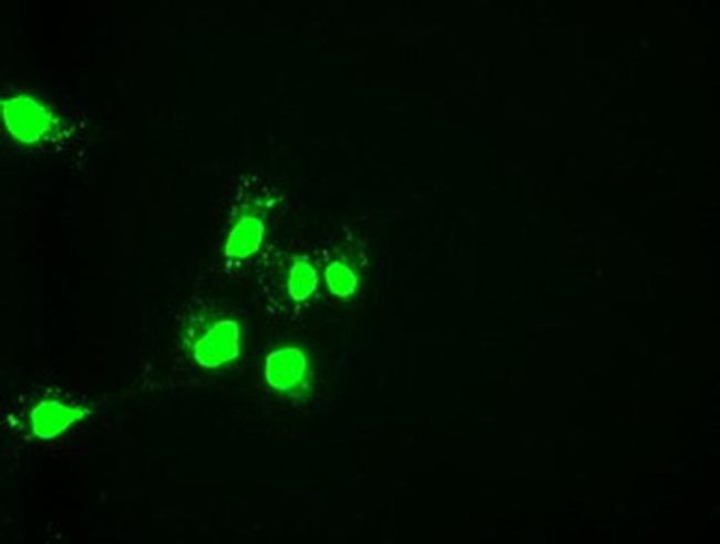 HNF6 Antibody in Immunocytochemistry (ICC/IF)