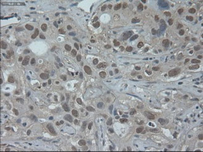 HNF6 Antibody in Immunohistochemistry (Paraffin) (IHC (P))