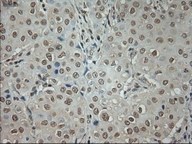 GAD67 Antibody in Immunohistochemistry (Paraffin) (IHC (P))