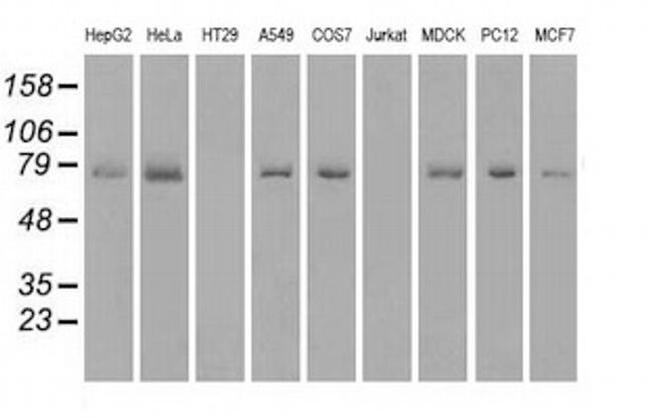 Kindlin 2 Antibody in Western Blot (WB)