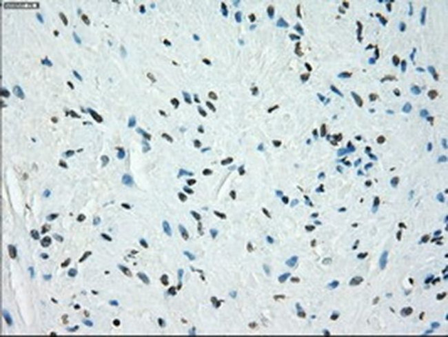 JMJD2C Antibody in Immunohistochemistry (Paraffin) (IHC (P))