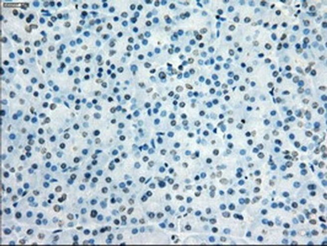 JMJD2C Antibody in Immunohistochemistry (Paraffin) (IHC (P))