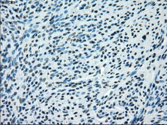 JMJD2C Antibody in Immunohistochemistry (Paraffin) (IHC (P))