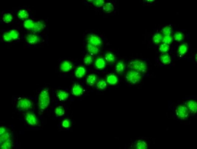 PPP1R7 Antibody in Immunocytochemistry (ICC/IF)