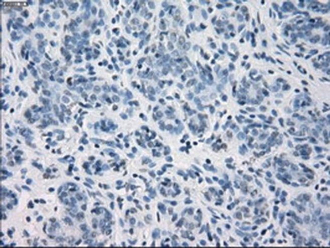 GBP2 Antibody in Immunohistochemistry (Paraffin) (IHC (P))