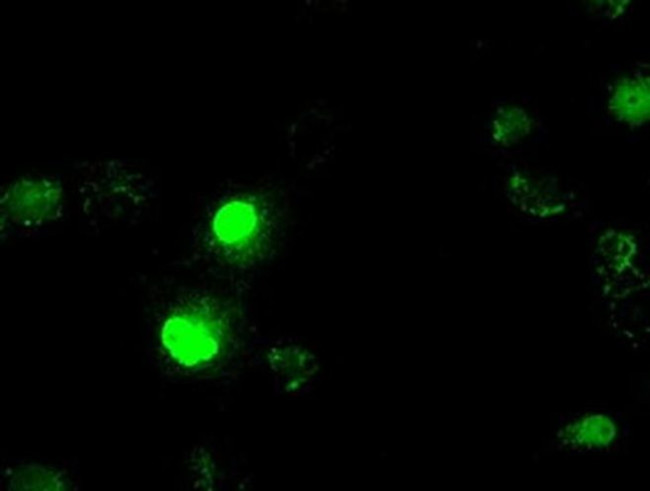 ID3 Antibody in Immunocytochemistry (ICC/IF)