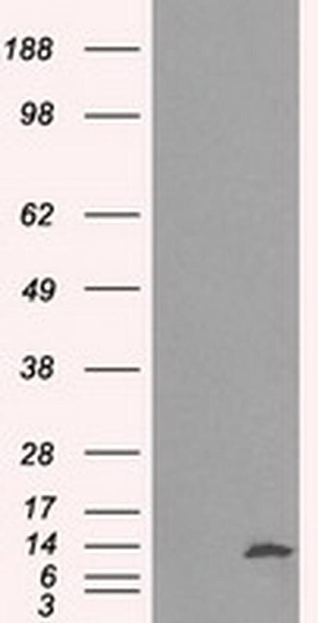 ID3 Antibody in Western Blot (WB)