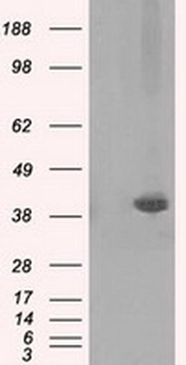 Pleckstrin Antibody in Western Blot (WB)