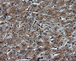 PTPRE Antibody in Immunohistochemistry (Paraffin) (IHC (P))