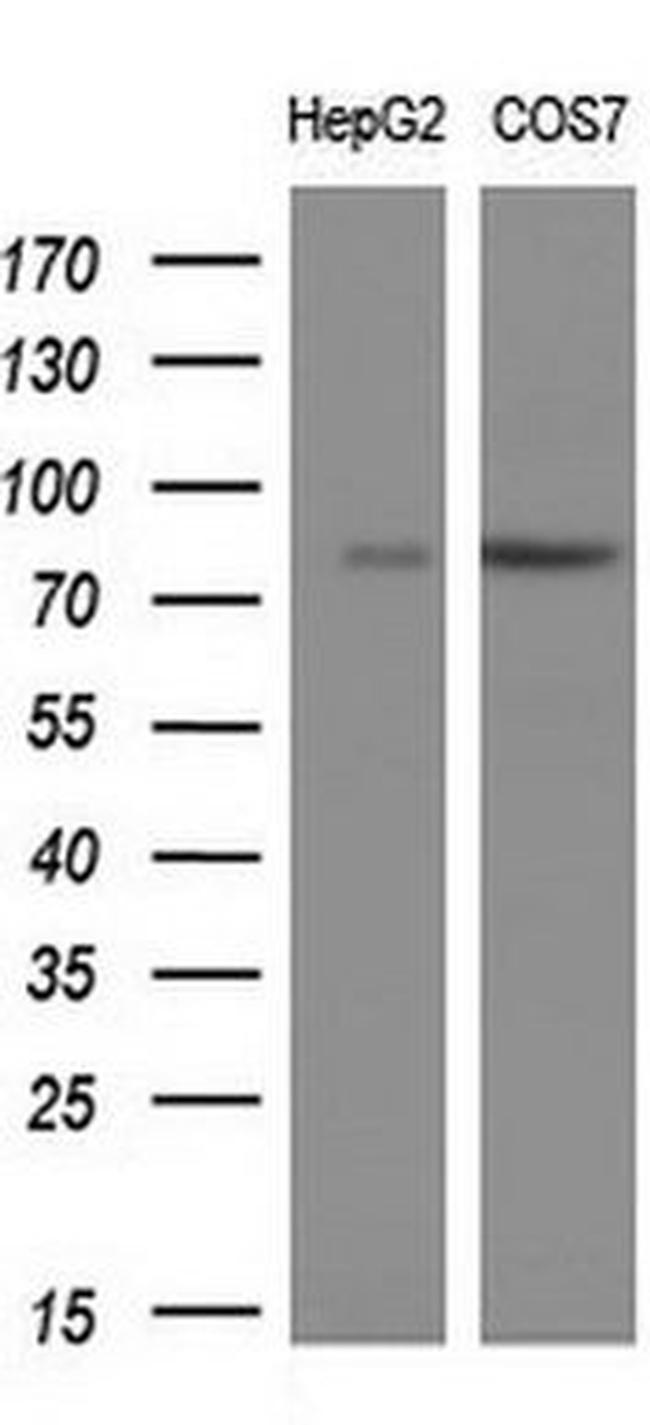 PTPRE Antibody in Western Blot (WB)