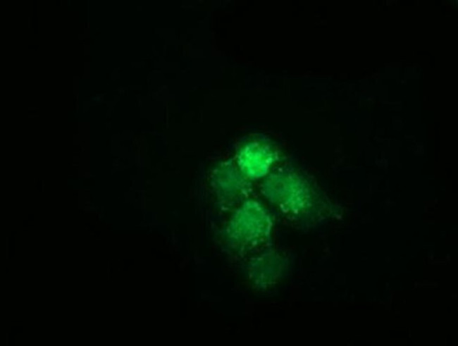 HSPA6 Antibody in Immunocytochemistry (ICC/IF)