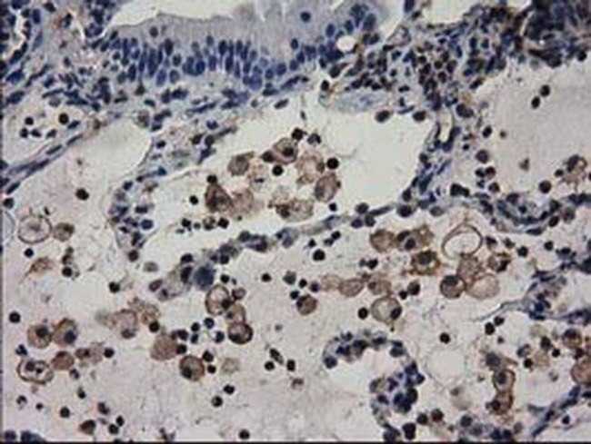 ADSL Antibody in Immunohistochemistry (Paraffin) (IHC (P))