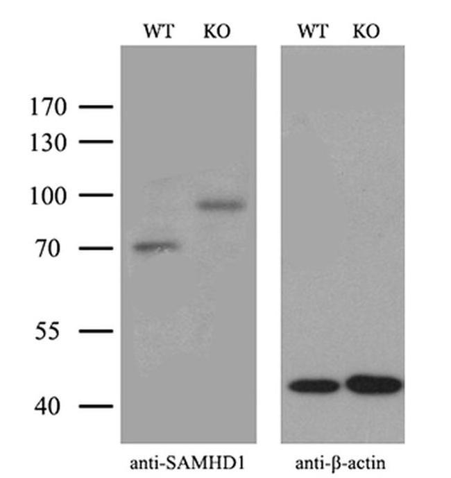 SAMHD1 Antibody in Western Blot (WB)