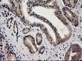 GSS Antibody in Immunohistochemistry (Paraffin) (IHC (P))