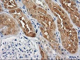 CTH Antibody in Immunohistochemistry (Paraffin) (IHC (P))