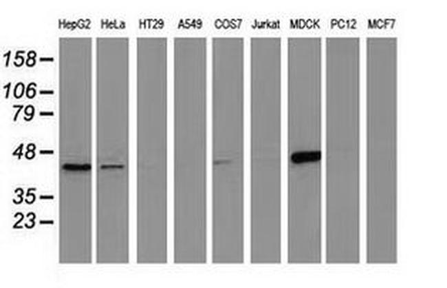 CTH Antibody in Western Blot (WB)