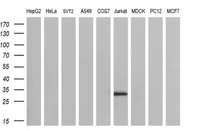 DCK Antibody in Western Blot (WB)