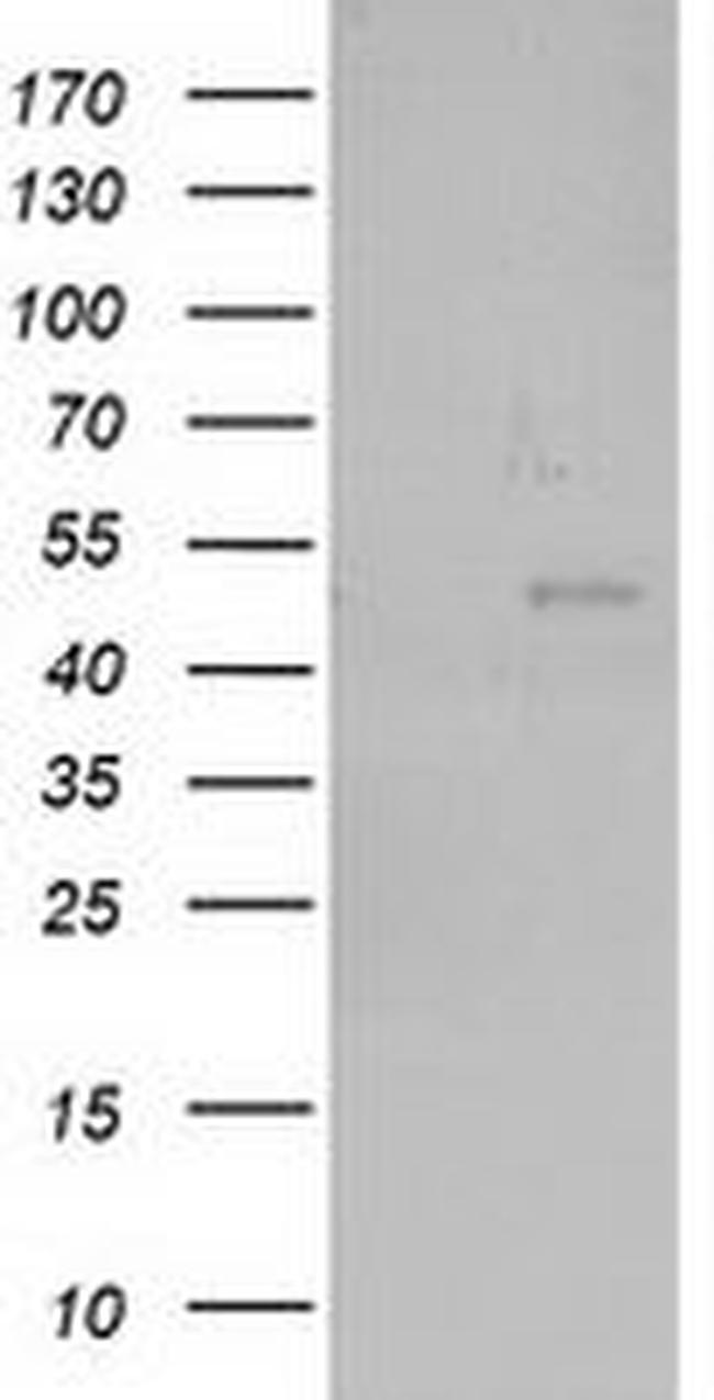 NEU2 Antibody in Western Blot (WB)