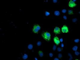 ILVBL Antibody in Immunocytochemistry (ICC/IF)