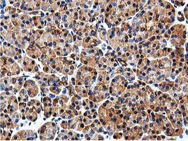 ILVBL Antibody in Immunohistochemistry (Paraffin) (IHC (P))