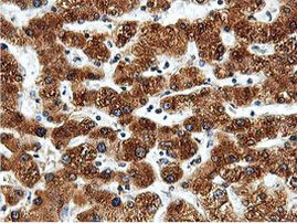 ILVBL Antibody in Immunohistochemistry (Paraffin) (IHC (P))