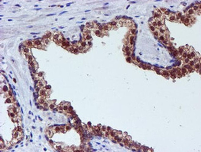 SMS Antibody in Immunohistochemistry (Paraffin) (IHC (P))