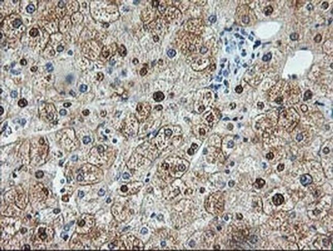 Aminoacylase Antibody in Immunohistochemistry (Paraffin) (IHC (P))