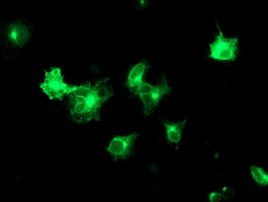 TMED1 Antibody in Immunocytochemistry (ICC/IF)