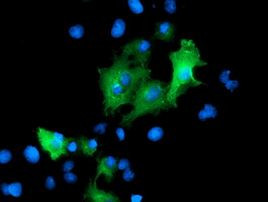 PTPN7 Antibody in Immunocytochemistry (ICC/IF)