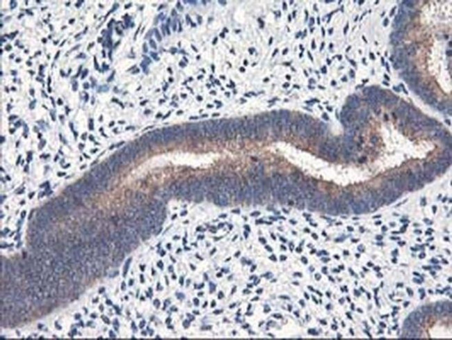 Heme oxygenase 2 Antibody in Immunohistochemistry (Paraffin) (IHC (P))