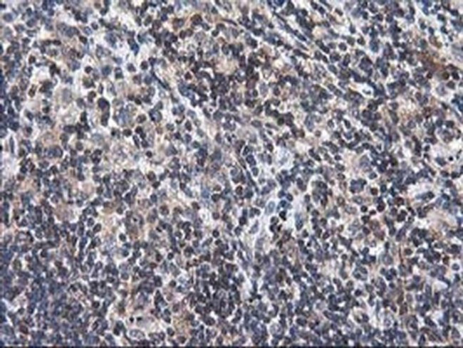 Heme oxygenase 2 Antibody in Immunohistochemistry (Paraffin) (IHC (P))